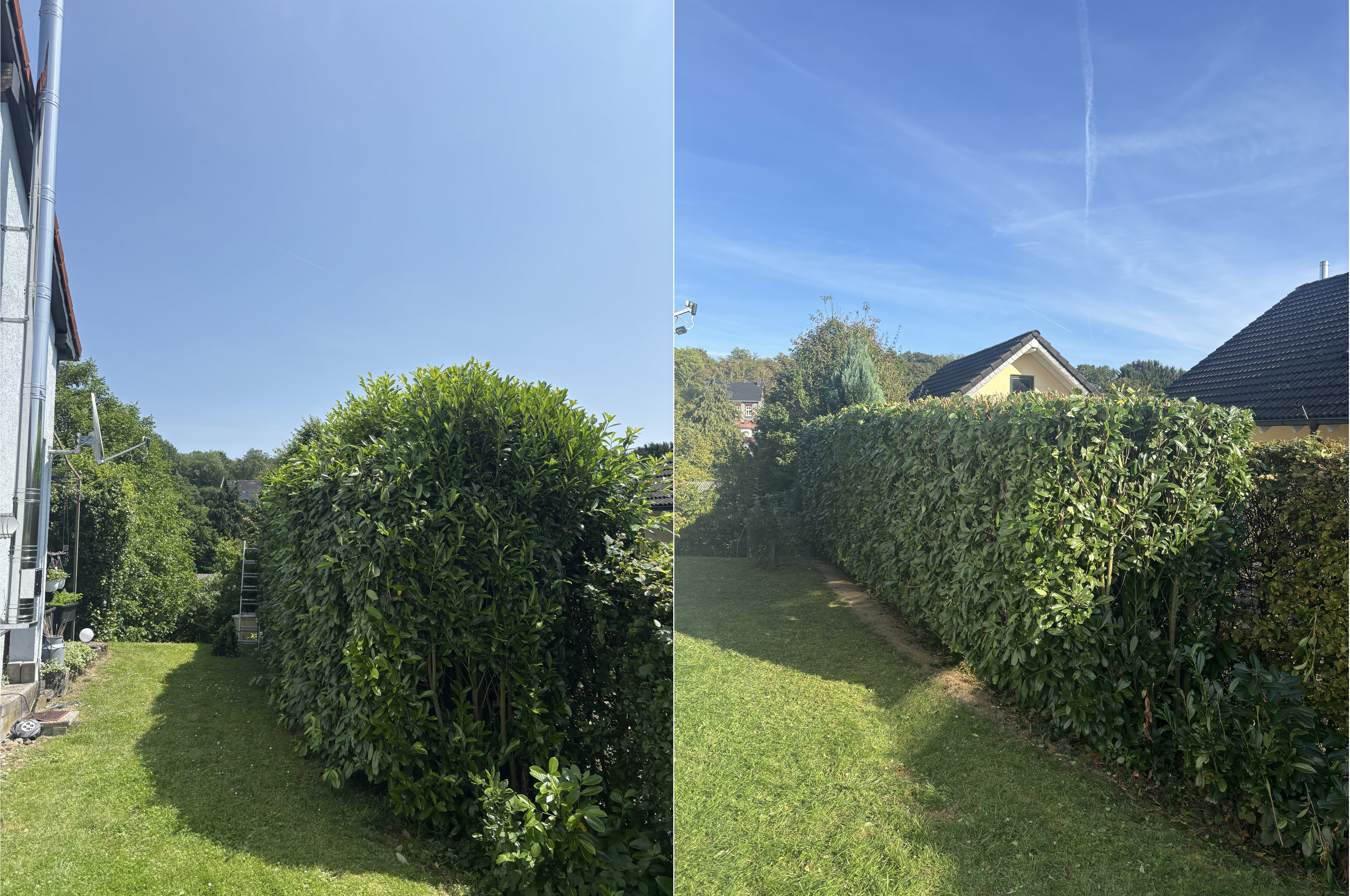 Vorher-Nachher Referenz Thuja