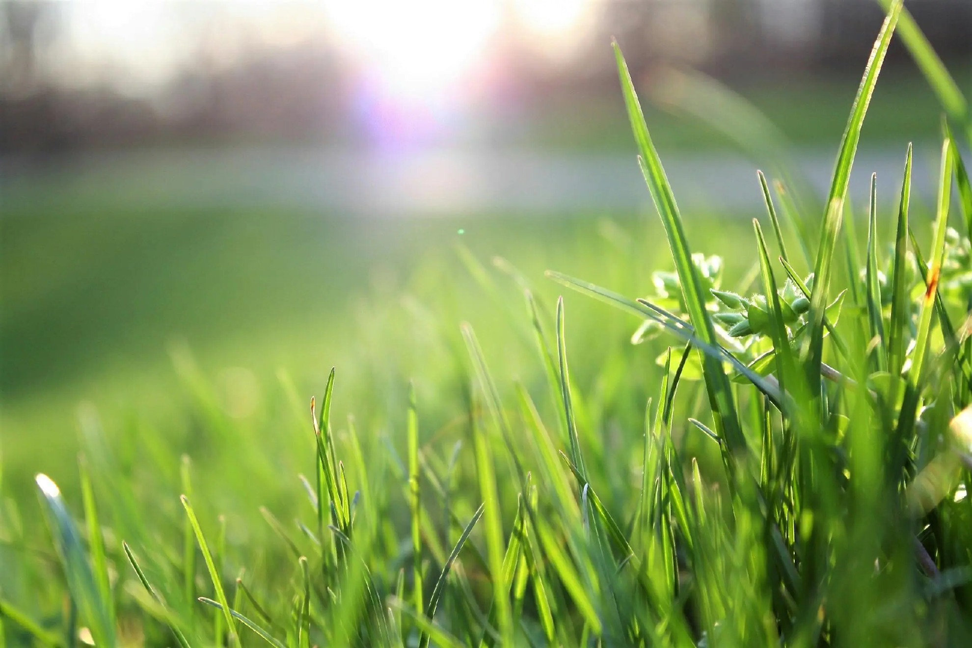 Moderne Gartenpflege